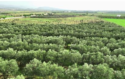 Dikili Salihler Çanakkale Yolu üstü mükemmel konumda tarla
