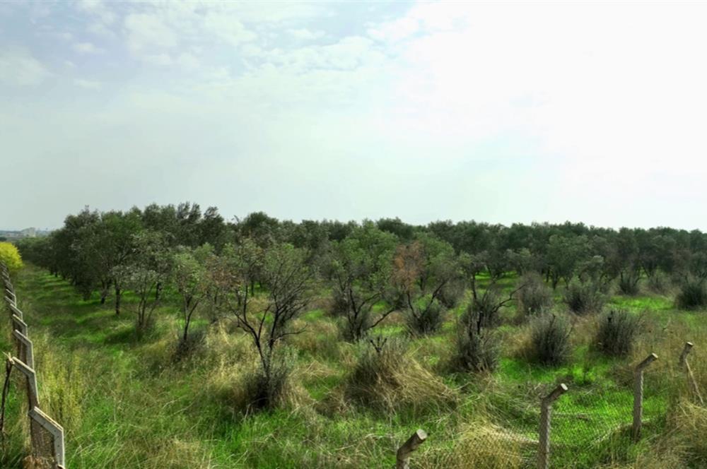 Dikili Salihler Çanakkale Yolu üstü mükemmel konumda tarla