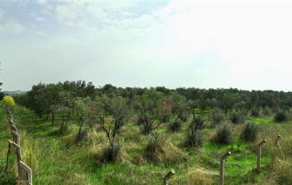Dikili Salihler Çanakkale Yolu üstü mükemmel konumda tarla