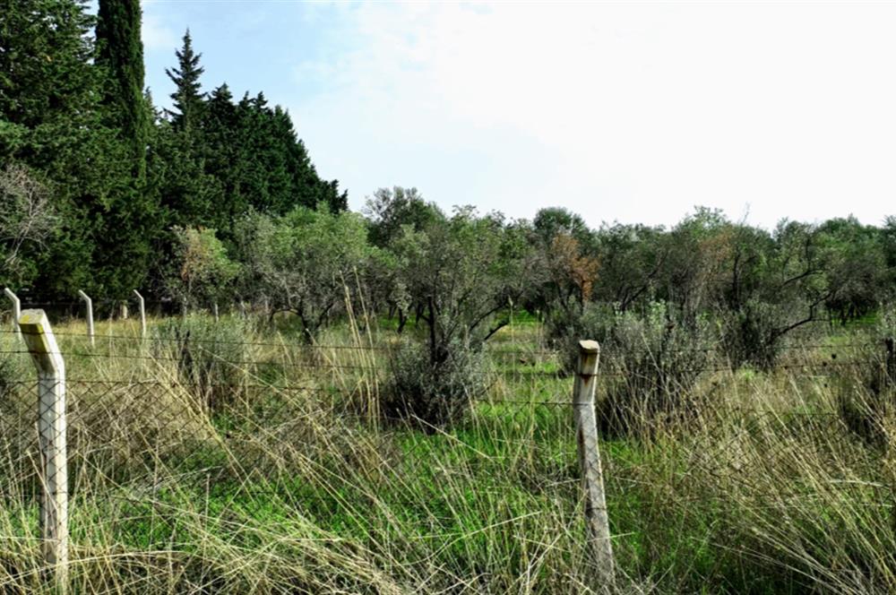 Dikili Salihler Çanakkale Yolu üstü mükemmel konumda tarla