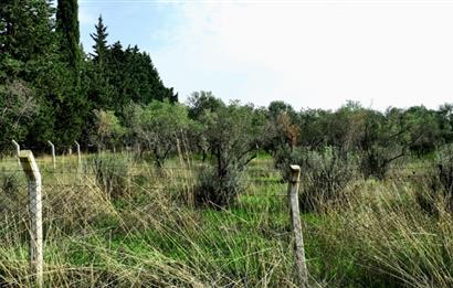 Dikili Salihler Çanakkale Yolu üstü mükemmel konumda tarla