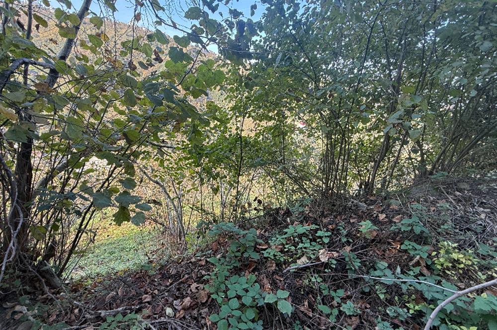 TRABZON YOMRA ÇINARLI MAHLESİN'DE 2,111M2 SATILIK TARLA