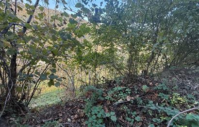 TRABZON YOMRA ÇINARLI MAHLESİN'DE 2,111M2 SATILIK TARLA