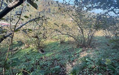 TRABZON YOMRA ÇINARLI MAHLESİN'DE 2,111M2 SATILIK TARLA