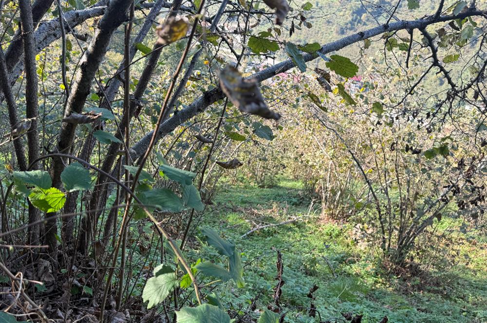 TRABZON YOMRA ÇINARLI MAHLESİN'DE 2,111M2 SATILIK TARLA