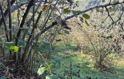 TRABZON YOMRA ÇINARLI MAHLESİN'DE 2,111M2 SATILIK TARLA