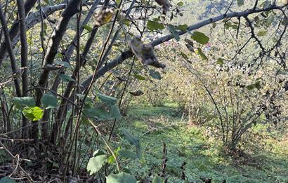 TRABZON YOMRA ÇINARLI MAHLESİN'DE 2,111M2 SATILIK TARLA