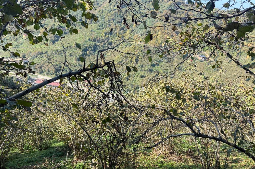 TRABZON YOMRA ÇINARLI MAHLESİN'DE 2,111M2 SATILIK TARLA