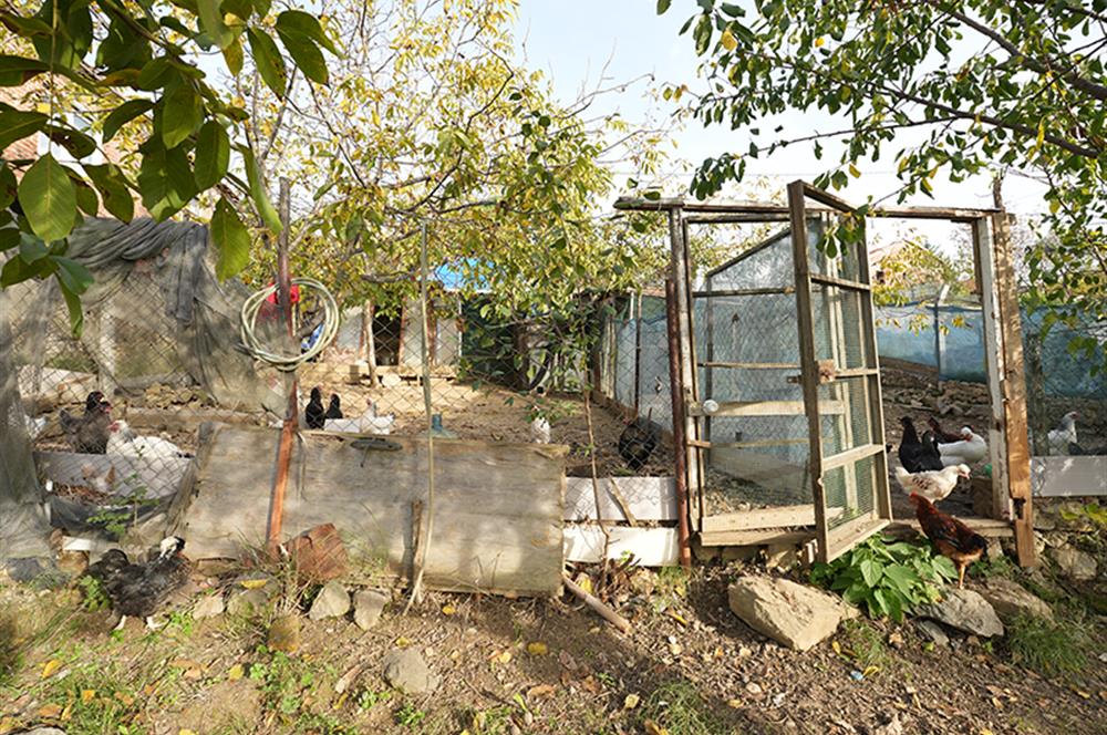 C21 Cius; Adliye Köyünde 471 m2 İmarlı Satılık Arsa