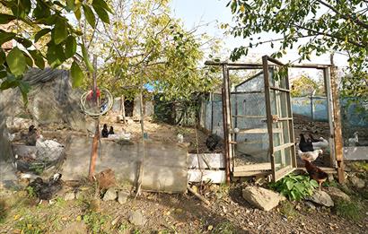 C21 Cius; Adliye Köyünde 471 m2 İmarlı Satılık Arsa