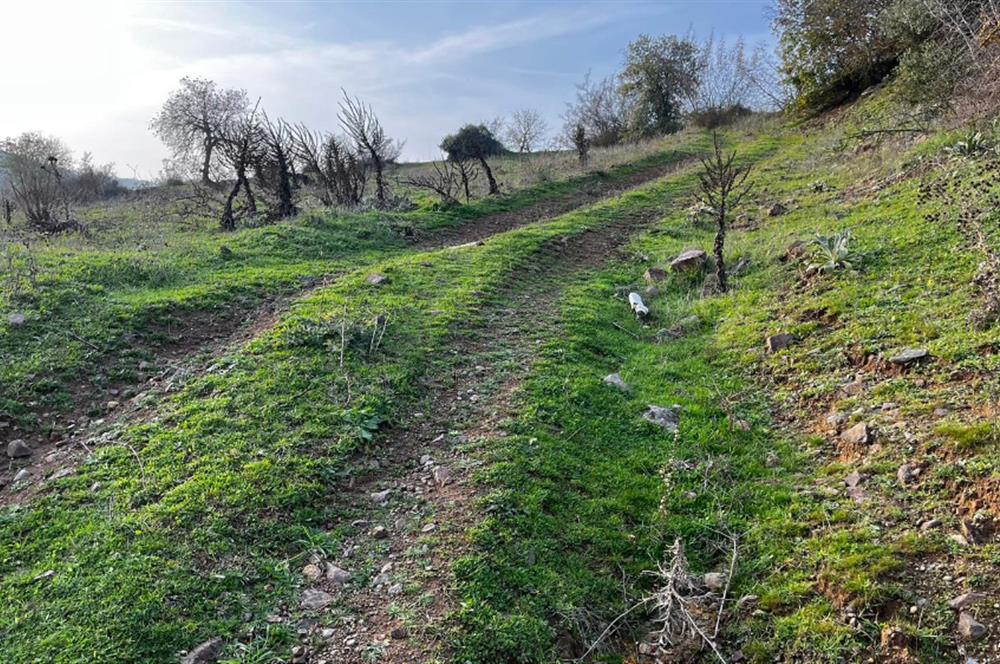 C21 BAL'DAN AKÇAKÖY'DE //ASFALTA CEPHE// 2700 M² SATILIK TARLA