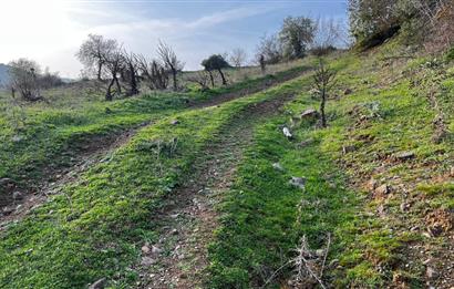 C21 BAL'DAN AKÇAKÖY'DE //ASFALTA CEPHE// 2700 M² SATILIK TARLA