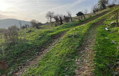 C21 BAL'DAN AKÇAKÖY'DE //ASFALTA CEPHE// 2700 M² SATILIK TARLA