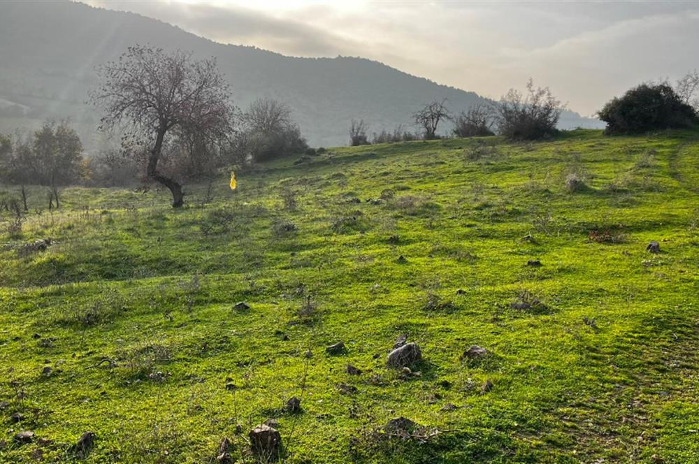 C21 BAL'DAN AKÇAKÖY'DE //ASFALTA CEPHE// 2700 M² SATILIK TARLA