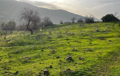 C21 BAL'DAN AKÇAKÖY'DE //ASFALTA CEPHE// 2700 M² SATILIK TARLA