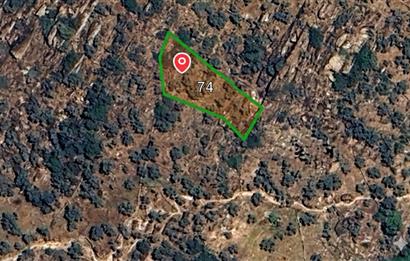 MUĞLA MİLASTA SATILIK ZEYTİNLİK