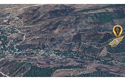 ACİL SATILIK C21 LOCA'DAN 7624 M2 SATILIK ZEYTİNLİK