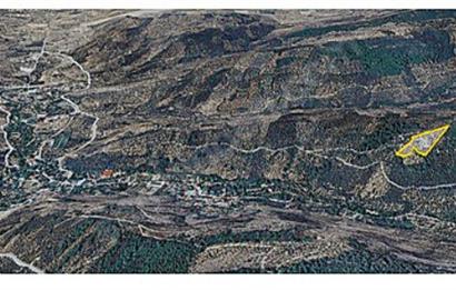 ACİL SATILIK C21 LOCA'DAN 7624 M2 SATILIK ZEYTİNLİK