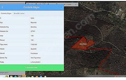 ACİL SATILIK C21 LOCA'DAN 7624 M2 SATILIK ZEYTİNLİK