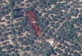 333 m2 AŞAĞIYAPICI SATILIK ZEYTİNLİK - 1 - 30220