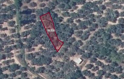 333 m2 AŞAĞIYAPICI SATILIK ZEYTİNLİK