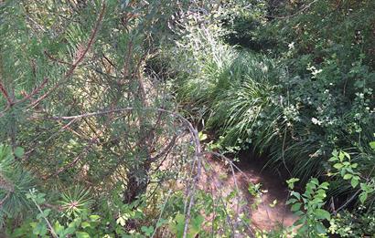 CENTURY 21 VİZYON'DAN YENİSOFÇA’DA SU VE YOLU OLAN 4001 M2 SATILIK TARLA