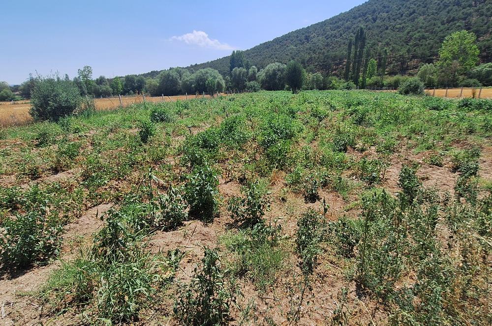 CENTURY 21 VİZYON'DAN YENİSOFÇA’DA SU VE YOLU OLAN 4001 M2 SATILIK TARLA