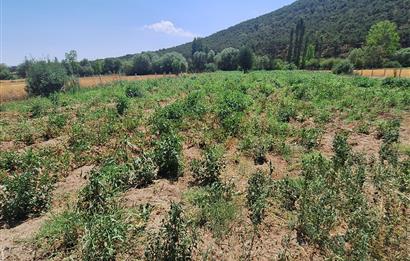 CENTURY 21 VİZYON'DAN YENİSOFÇA’DA SU VE YOLU OLAN 4001 M2 SATILIK TARLA