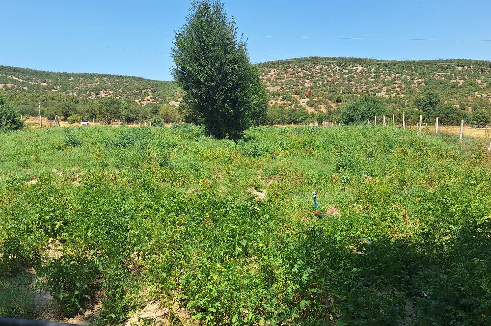 CENTURY 21 VİZYON'DAN YENİSOFÇA’DA SU VE YOLU OLAN 4001 M2 SATILIK TARLA