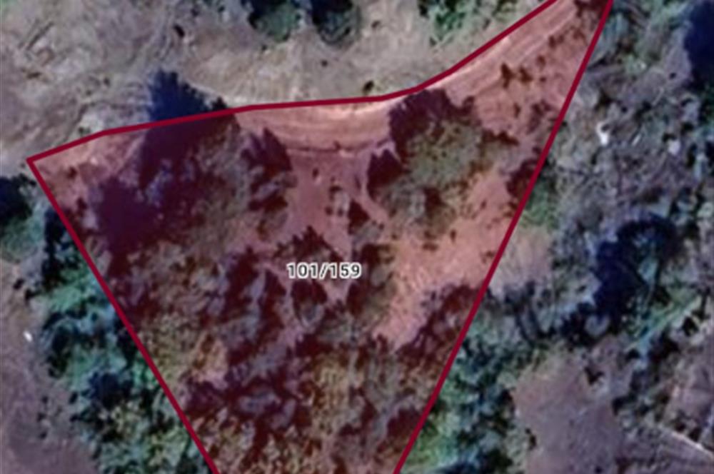 Bilecik Gölpazarı Dokuz Köyü Satılık Tarla