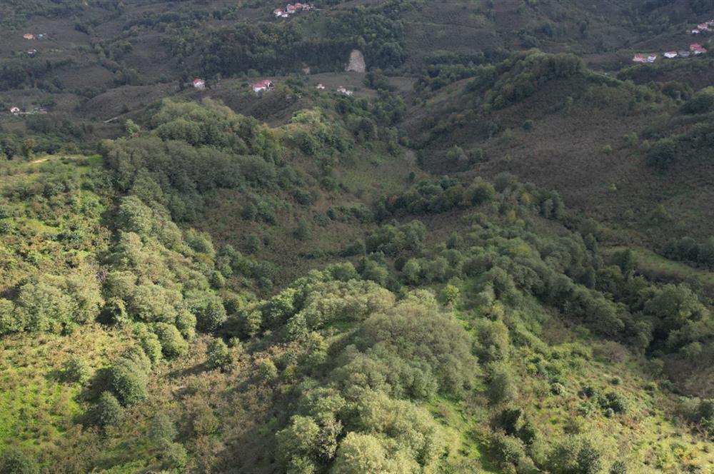 CENTURY21'DEN PERŞEMBE ÇAYTEPE'DE FINDIK BAHÇESİ