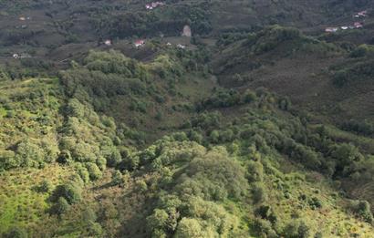 CENTURY21'DEN PERŞEMBE ÇAYTEPE'DE FINDIK BAHÇESİ