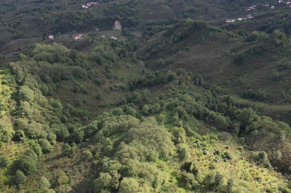 CENTURY21'DEN PERŞEMBE ÇAYTEPE'DE FINDIK BAHÇESİ