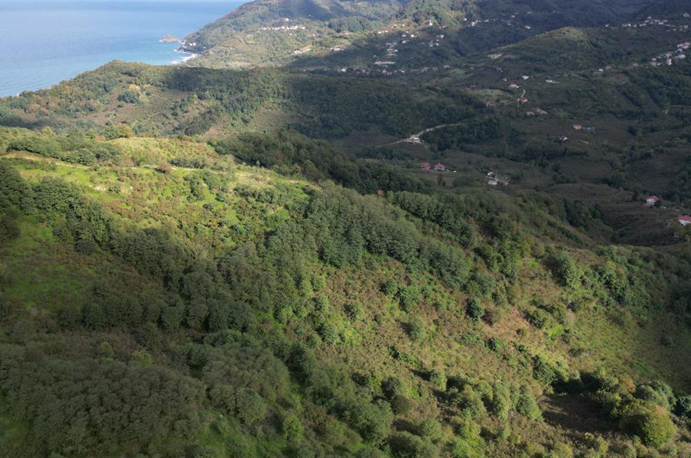 CENTURY21'DEN PERŞEMBE ÇAYTEPE'DE FINDIK BAHÇESİ