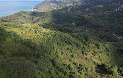 CENTURY21'DEN PERŞEMBE ÇAYTEPE'DE FINDIK BAHÇESİ