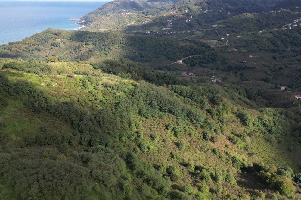 CENTURY21'DEN PERŞEMBE ÇAYTEPE'DE FINDIK BAHÇESİ