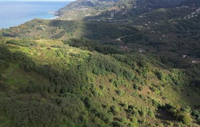 CENTURY21'DEN PERŞEMBE ÇAYTEPE'DE FINDIK BAHÇESİ