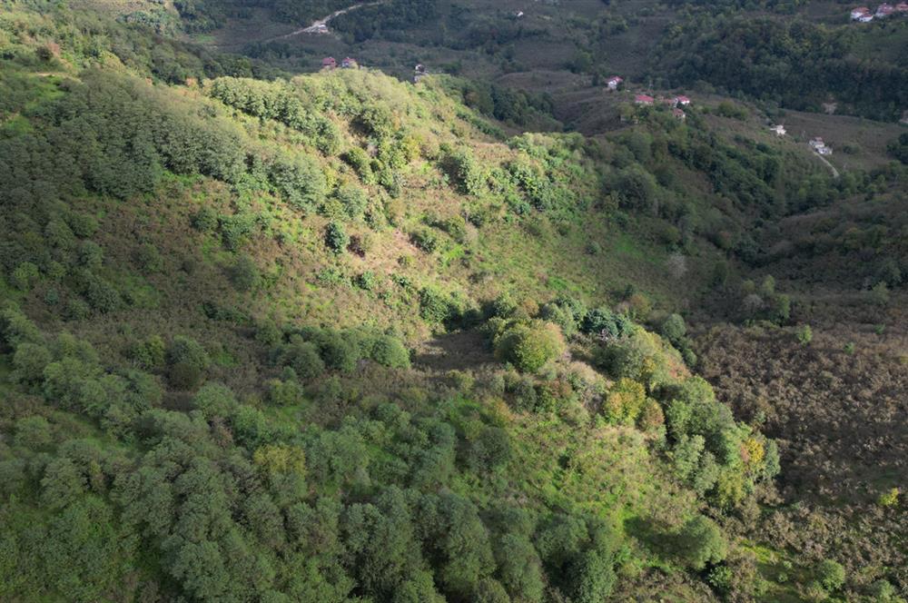 CENTURY21'DEN PERŞEMBE ÇAYTEPE'DE FINDIK BAHÇESİ