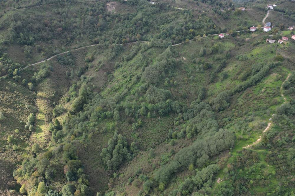 CENTURY21'DEN PERŞEMBE ÇAYTEPE'DE FINDIK BAHÇESİ