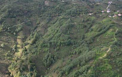 CENTURY21'DEN PERŞEMBE ÇAYTEPE'DE FINDIK BAHÇESİ