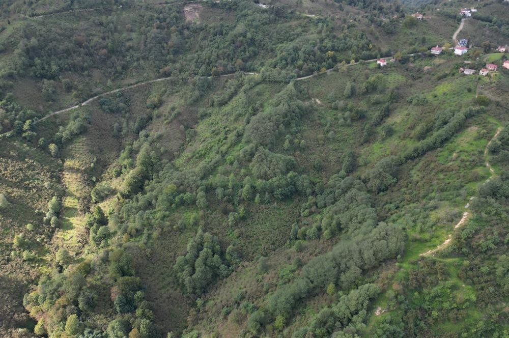 CENTURY21'DEN PERŞEMBE ÇAYTEPE'DE FINDIK BAHÇESİ