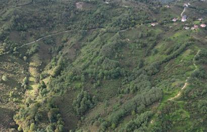 CENTURY21'DEN PERŞEMBE ÇAYTEPE'DE FINDIK BAHÇESİ