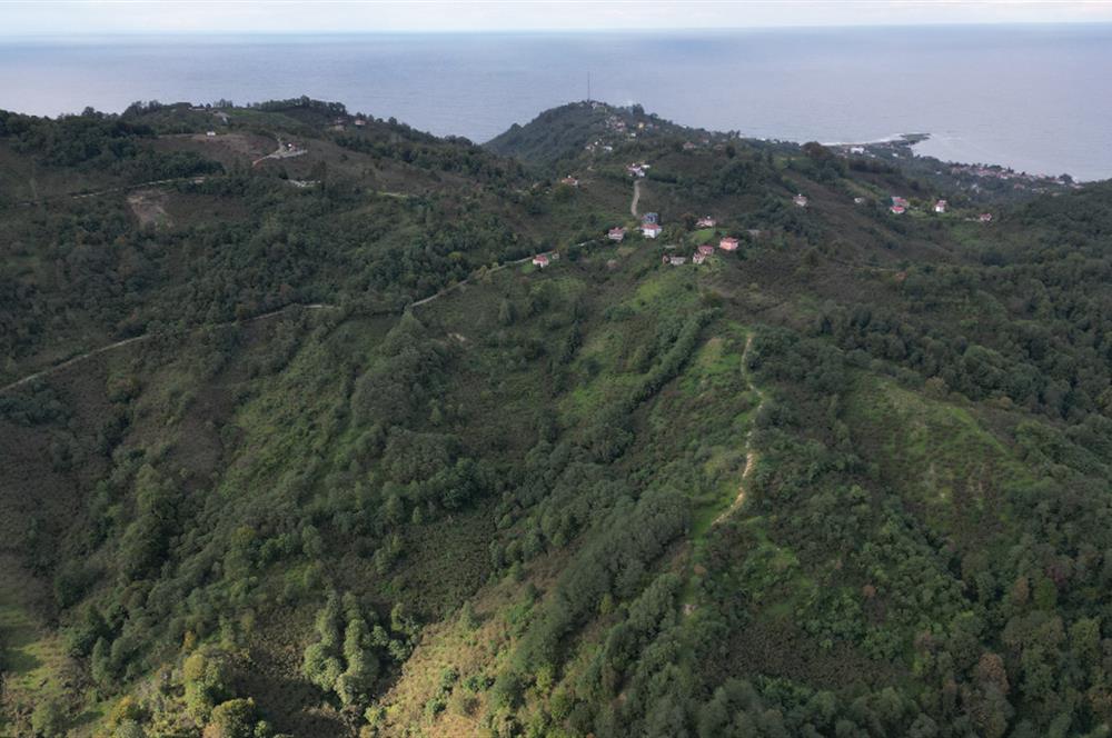 CENTURY21'DEN PERŞEMBE ÇAYTEPE'DE FINDIK BAHÇESİ