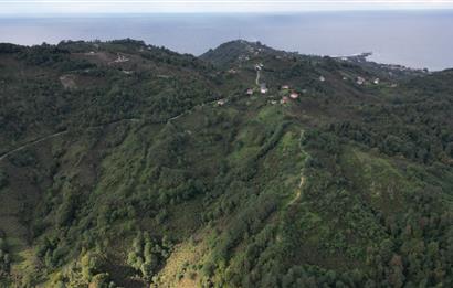 CENTURY21'DEN PERŞEMBE ÇAYTEPE'DE FINDIK BAHÇESİ