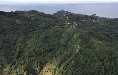 CENTURY21'DEN PERŞEMBE ÇAYTEPE'DE FINDIK BAHÇESİ