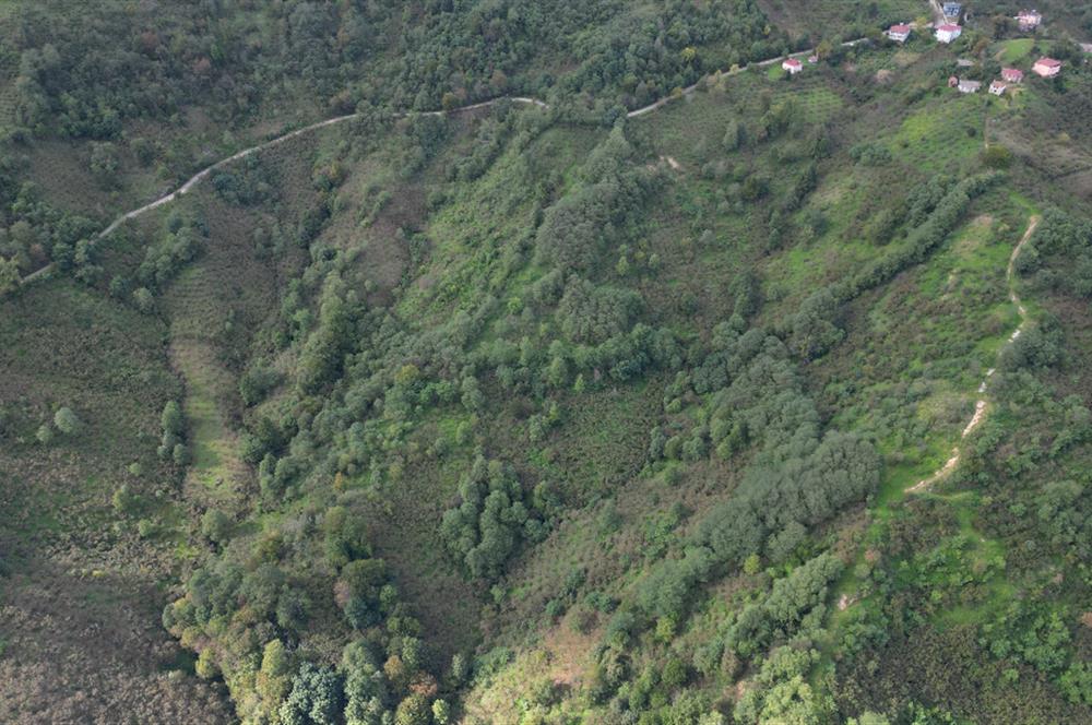 CENTURY21'DEN PERŞEMBE ÇAYTEPE'DE FINDIK BAHÇESİ