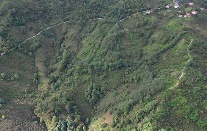 CENTURY21'DEN PERŞEMBE ÇAYTEPE'DE FINDIK BAHÇESİ