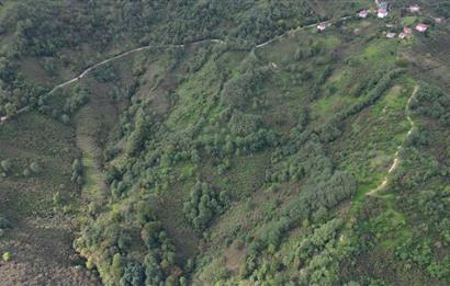 CENTURY21'DEN PERŞEMBE ÇAYTEPE'DE FINDIK BAHÇESİ