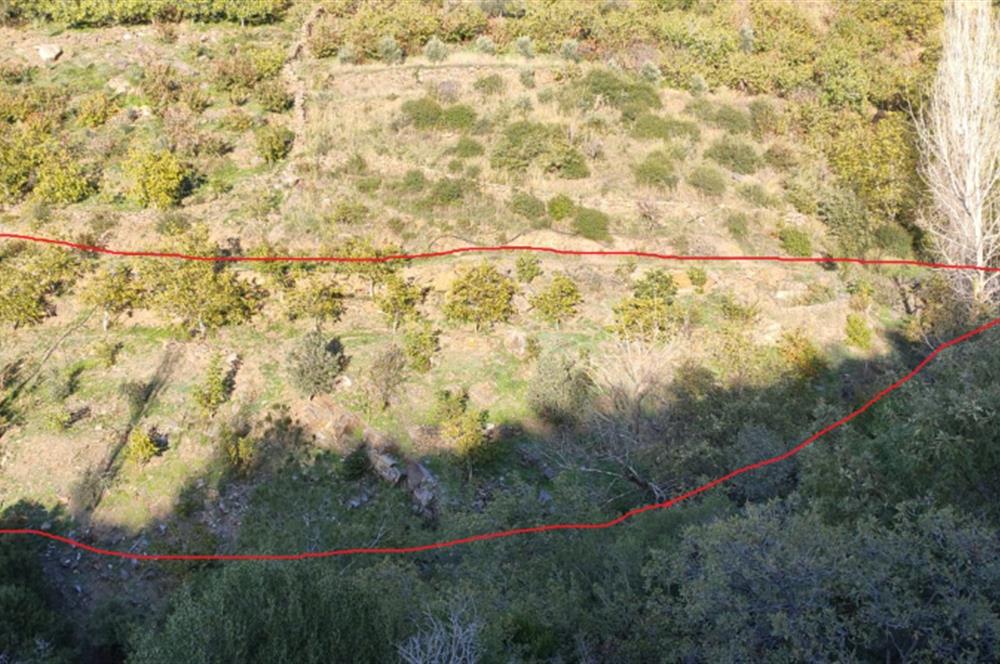 BAYINDIR BALCILARDA 6 DÖNÜM KİRAZ VE MEYVE BAHÇESİ