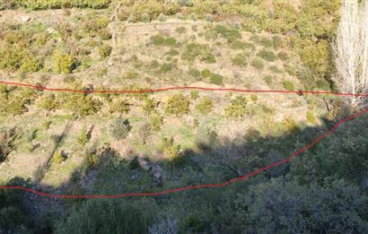 BAYINDIR BALCILARDA 6 DÖNÜM KİRAZ VE MEYVE BAHÇESİ